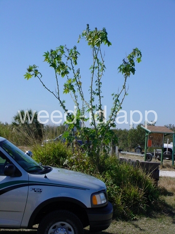 castorbean